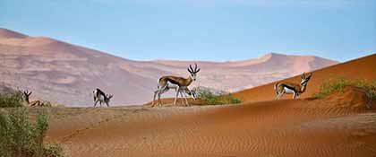 Top Deserts in Rajasthan