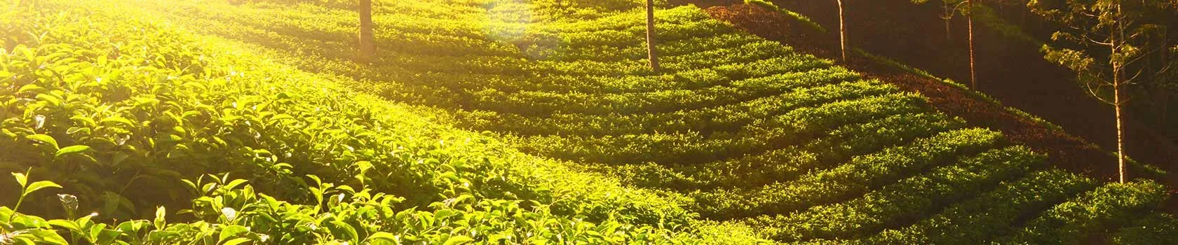famous tourist places in assam