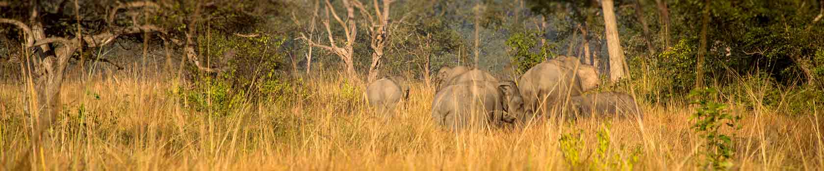 Jim Corbett National Park