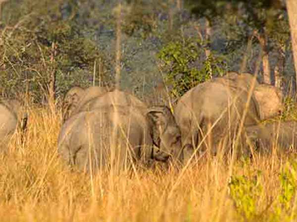 Jim Corbett National Park