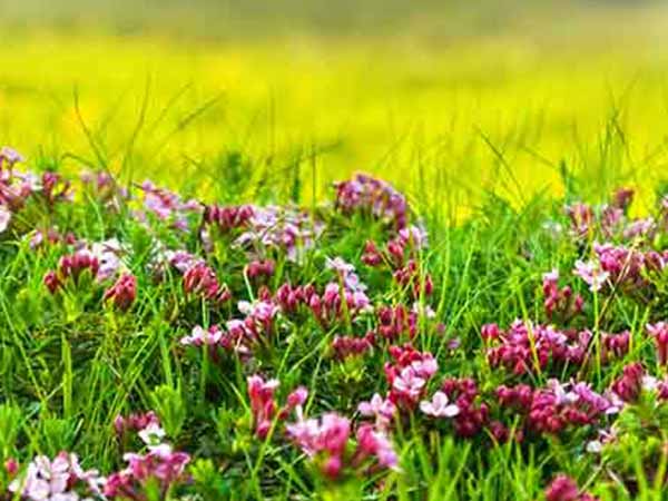 Valley of Flowers