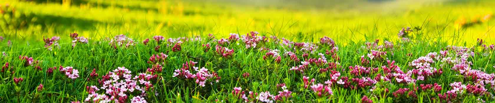 Valley of Flowers