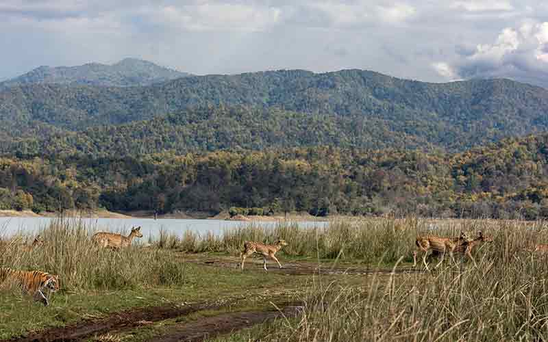 jim corbett national park booking