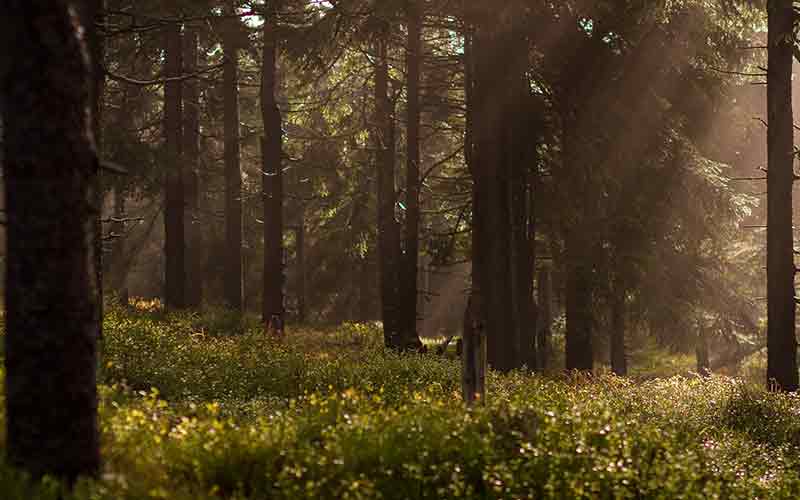 jim corbett packages