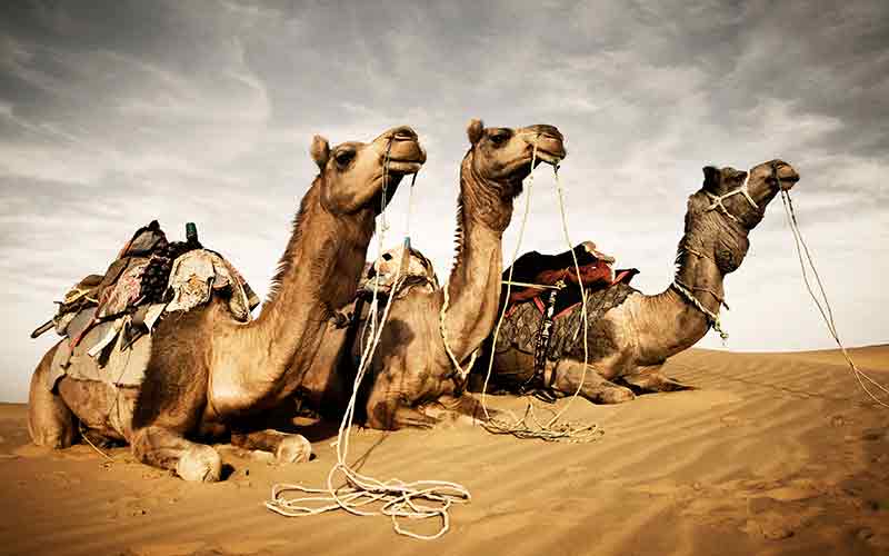 pushkar fair