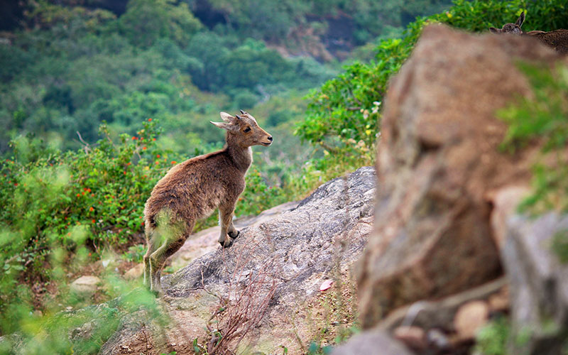 tamil nadu tourism