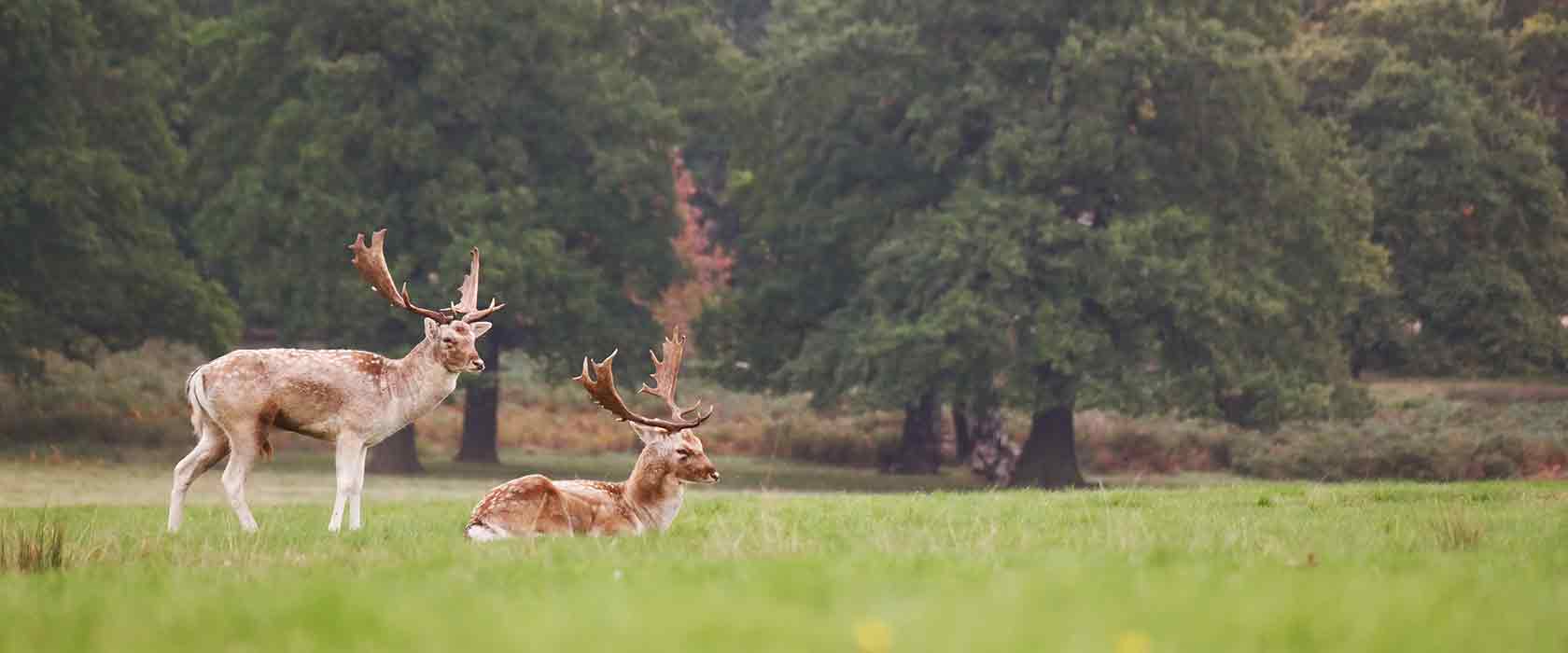 Jim Corbett National Park