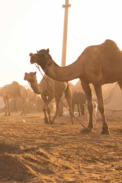 Camel fair in Pushkar near Ajmer