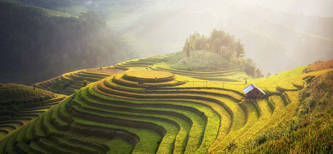 Hill Farming in Assam