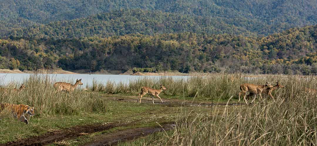 Jim Corbett National Park Safari