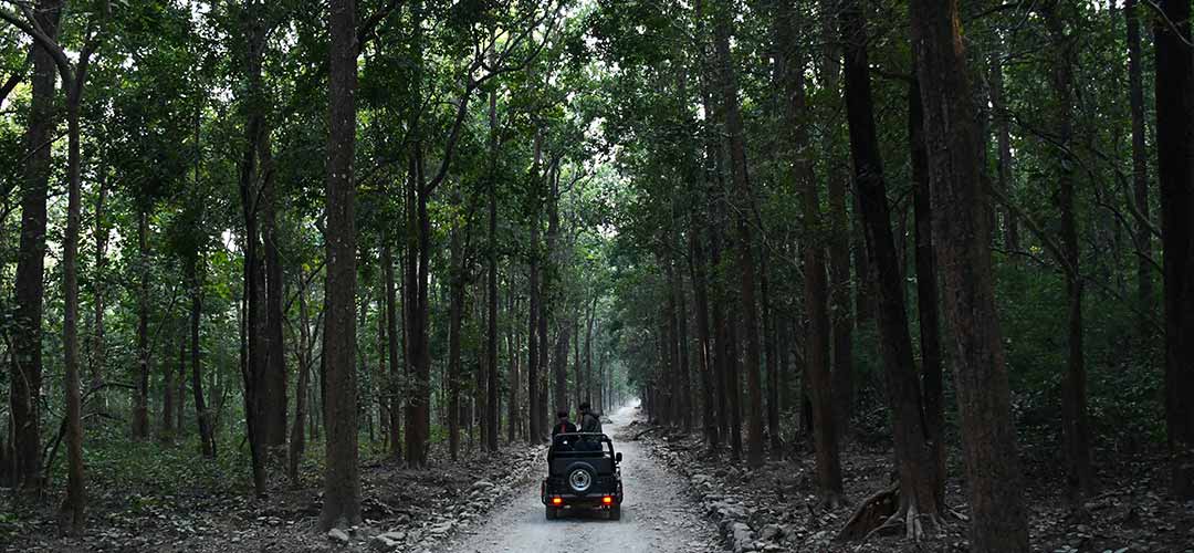 Jim Corbett National Park Safari