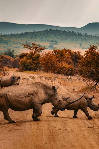 Kaziranga National Park Assam