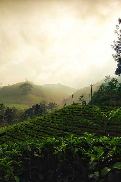 Kuttikkanam Kerala