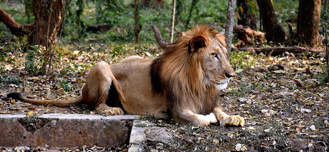 Nandankanan Zoo Road Bhubaneswar Odisha