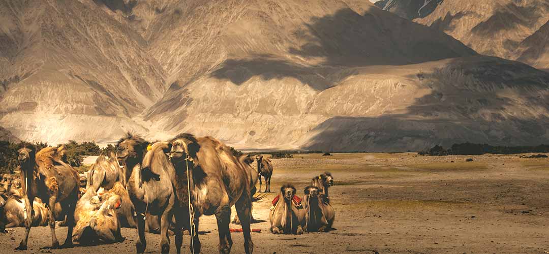 Nubra Valley Ladakh