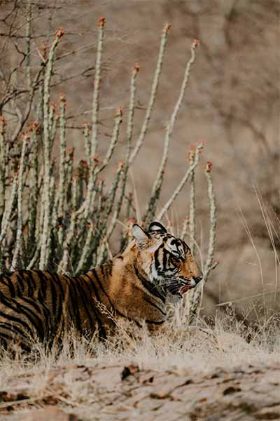 Ranthambore National Park