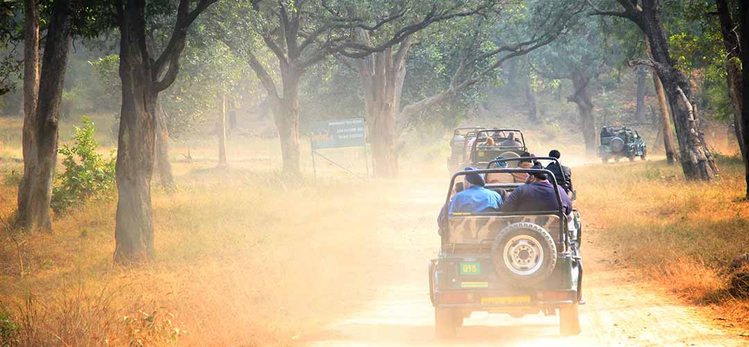 Sariska National Park Alwar Rajasthan