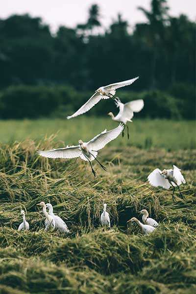 Sultanpur National Park and Bird Sanctuary