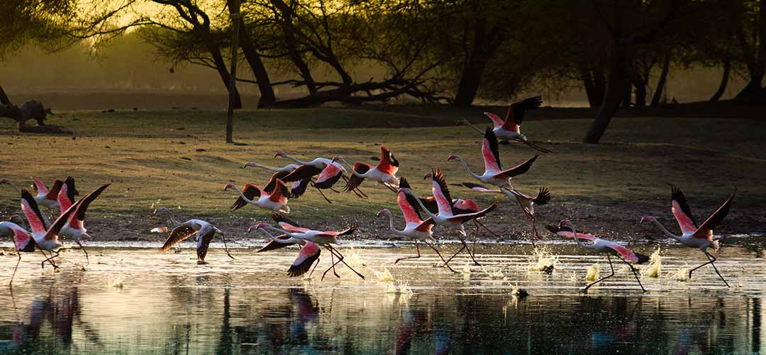 Sultanpur National Park Bird Sanctuary - a must visit for tourists in Gurgaon