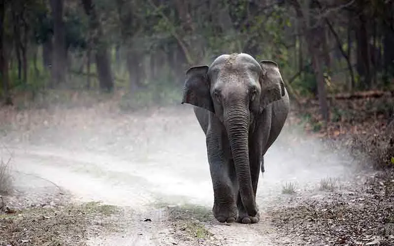jim corbett national park